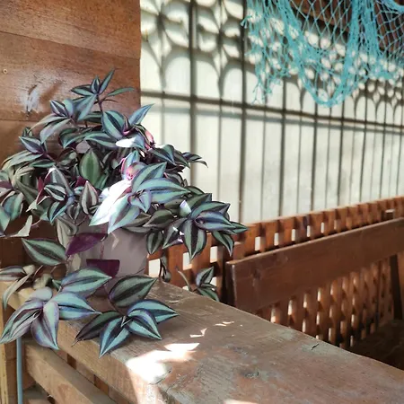 Casa Emelis * Eforie Nord